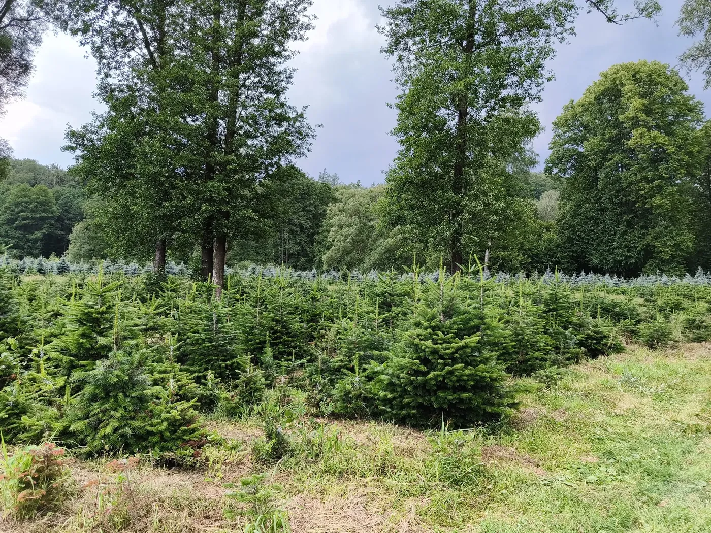Plantáž jedlí kavkazských v Nových Heřminovech