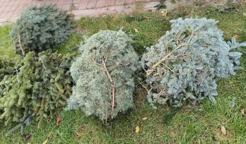 Okrasné klestí